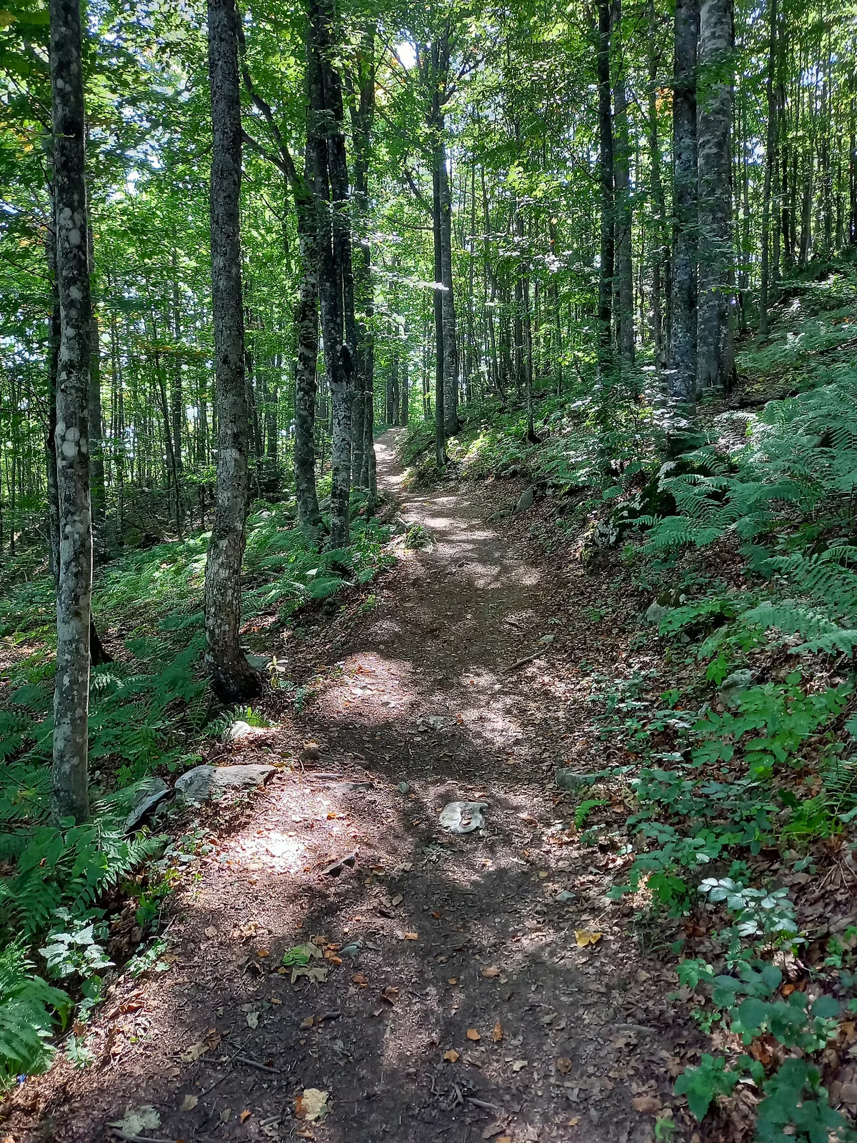 The woodland trail towards Javorov do on Bjelašnica