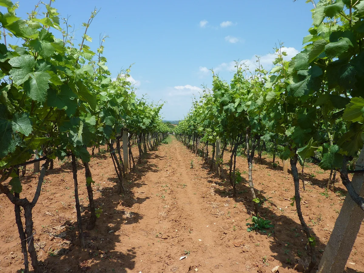 Vineyard rows near Međugorje in Herzegovina